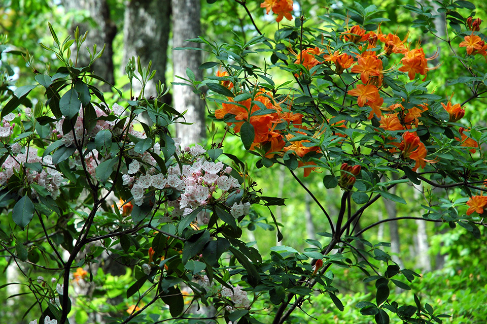 Flame Laurel