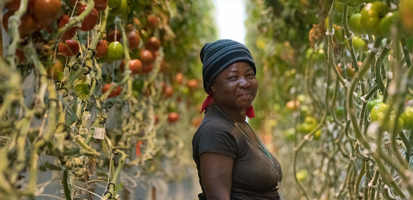 Woman in tomato garden