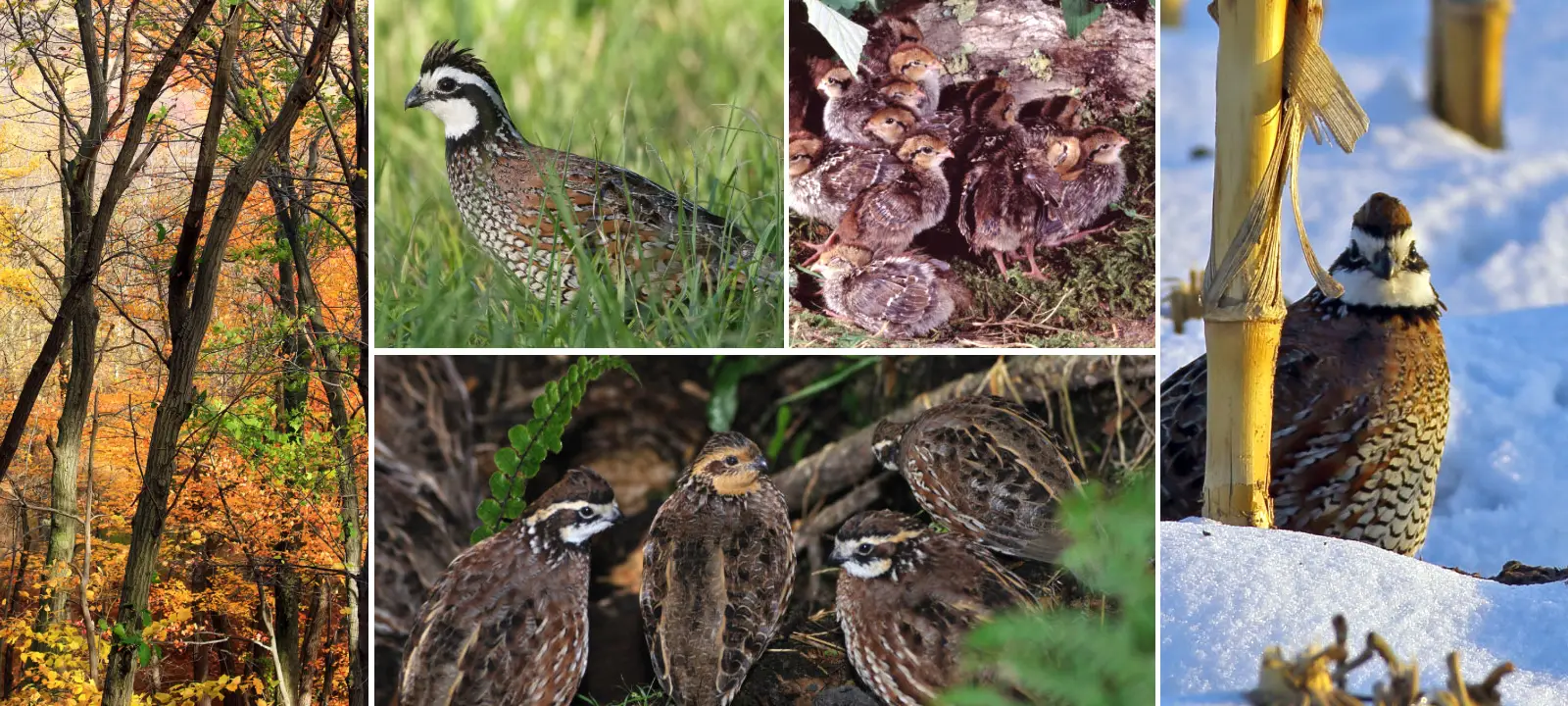 Bobwhite habitat course