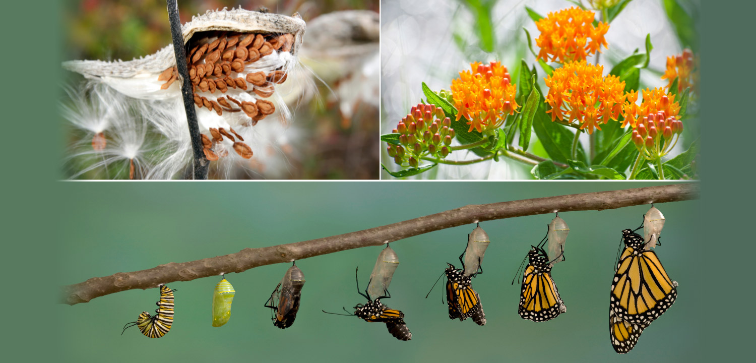 Pollinator habitat course