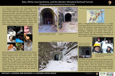 Chesapeake and Ohio Canal National Historical Park.  White-nose Syndrome (WNS), Pseudogymnoascus destructans,  is a fungal disease the affects the skin of hibernating bats and has a high mortality rate. WNS has been found in caves in Maryland’s three western-most counties. The three abandoned railroad tunnels along the Western Maryland Railroad are the only known bat hibernacula that show no signs of WNS and these fall within  C&O Canal’s boundaries.  C&O Canal is an important bat habitat since it is a forested area along the Potomac River and nine different species of bat have been recorded in the park. The fact that the only three hibernacula free of WNS fall within its boundaries calls for the tunnels to protected from any unnecessary disturbance. Currently, one tunnel is gated and construction on another will start in 2016. C&O Canal and MD DNR are partnering to continue studies of the tunnels and monitoring the status of WNS with in them.