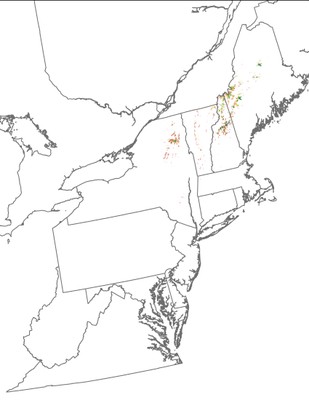 Landscape Capability for Bicknell's Thrush, Version 2.1, Northeast