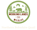 Northern Bobwhite logo