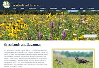 Grasslands & Savannas