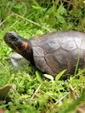 Bog turtles are one of North America's smallest turtles, measuring 3.5 - 4.5 inches in shell length