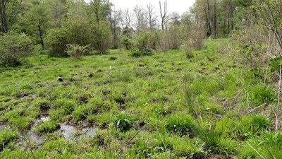 Livestock as a Potential Biological Control Agent for an Invasive Wetland Plant