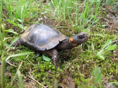 Habitat Selection, Movements, and Home Range of Bog Turtles in SE PA and Investigation of Grazing as a Management Tool