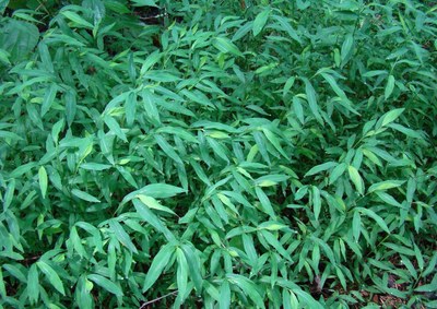 Japanese stiltgrass (Microstegium vimineum)