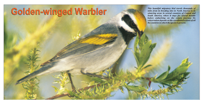 Golden-winged Warbler Poster 