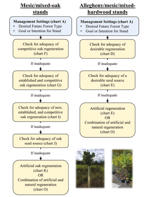 Decision Support Tools to Inform the Rehabilitation and Management of High Graded Forests