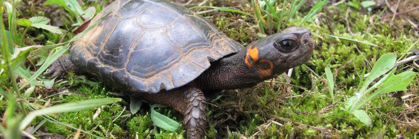 Bog turtle - Photo credit J.D. Kleopfer