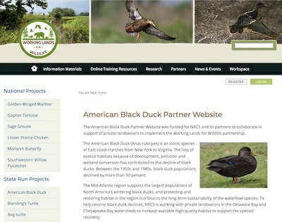 American Black Duck