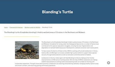 Blanding's Turtle