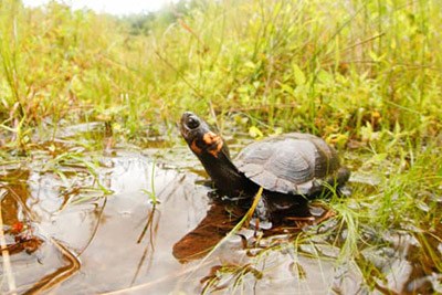 Bog Turtle