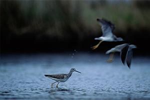 Shorebirds of Louisiana Wetlands