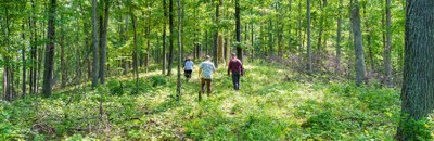 Group walking in woods