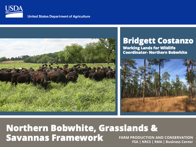 Presentation to WLFW Partners on NOBO, Grasslands, and Savannas Framework