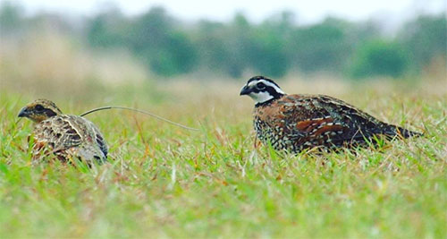 Mother bobwhite quail and baby in grass