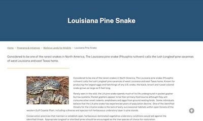 Louisiana Pine Snake