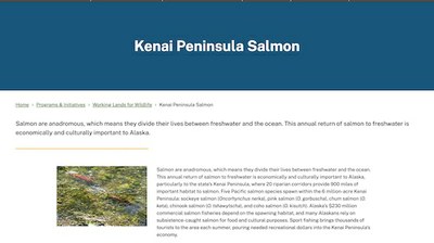 Kenai Peninsula Salmon