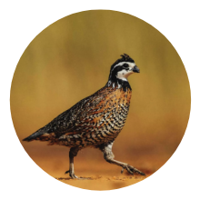 Birdlocale logo