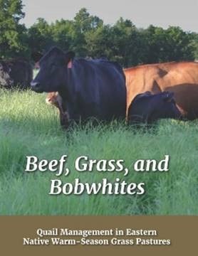 Beef, Grass, and Bobwhites – Quail Management in Eastern Native Warm-Season Grass Pastures
