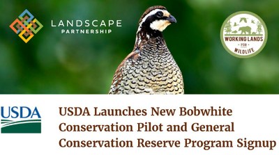 USDA Launches New Bobwhite Conservation Pilot and  Announces General Conservation Reserve Program Signup    