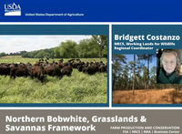 Northern Bobwhite Grasslands and Savannas Framework