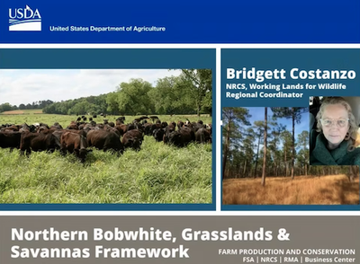 Northern Bobwhite Grasslands and Savannas Framework