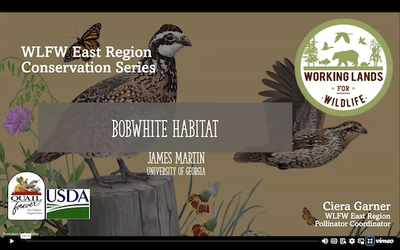 WLFW East Region Conservation Webinar Series: Northern Bobwhite Session #2 “Bobwhite Habitat”