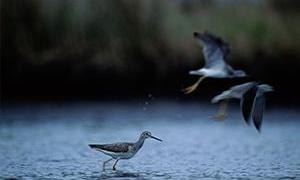 Shorebirds of Louisiana Wetlands