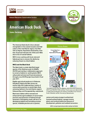 American Black Duck Fact Sheet for Delaware Residents