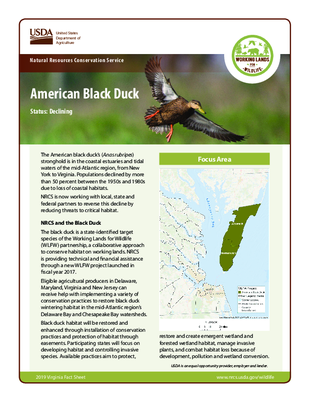American Black Duck Fact Sheet for Eastern Shore Virginia Residents