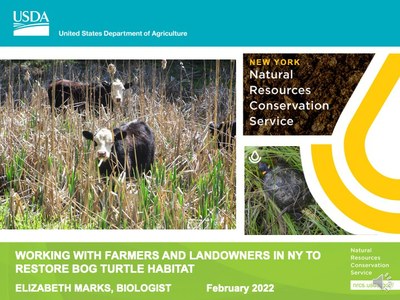 Working With Farmers and Landowners in NY to Restore Bog Turtle Habitat Powerpoint Presentation