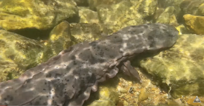 10,000th Hellbender Released to the Wild