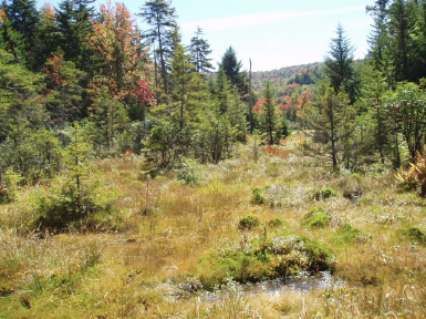 Acquiring Information on the Climate Vulnerability of Appalachian Species and Habitats 