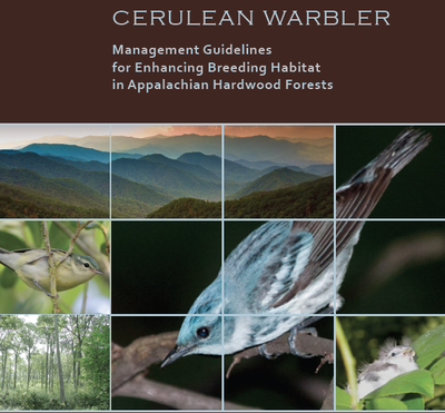 AMJV Partners Release Cerulean Warbler Best Management Practice Guide