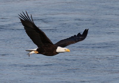 Bald Eagle Nest Monitoring Program Launched by Maryland Bird Conservation Initiative  