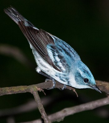 Cerulean Warbler to Benefit from Acquisition of Key Colombian Habitat 