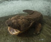 Competitive State Wildlife Grant Awarded for Eastern Hellbender Research