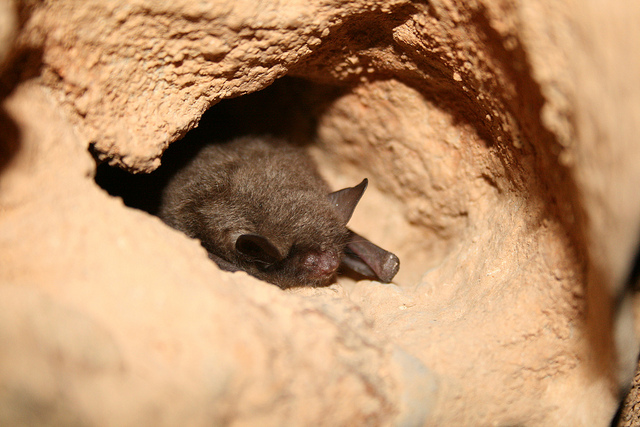 indiana bat endangered species