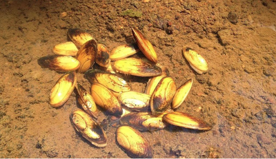 U.S. Fish and Wildlife Service Finds Yellow Lance Mussel Warrants Endangered Species Act Protection