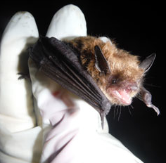 Work by researchers to monitor, protect bats critical as millions perish