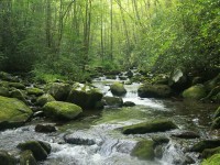 Removal of Illegally Introduced and Missed Rainbow Trout from Lynn Camp Prong, Great Smoky Mountain National Park, Tennessee
