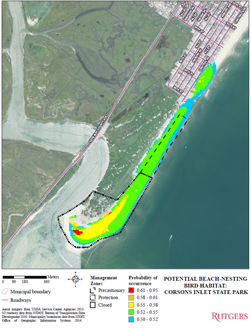 Oystercatcher Conservation Project - Conserve Wildlife Foudation of New  Jersey