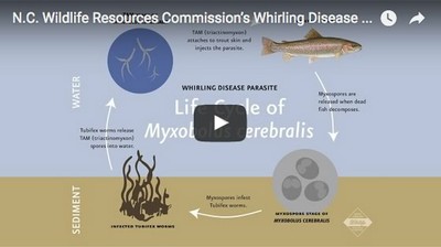 NRWC Whirling Disease