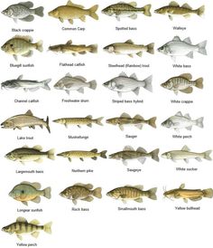 Alabama Statewide Fish IBI — Tennessee River Basin