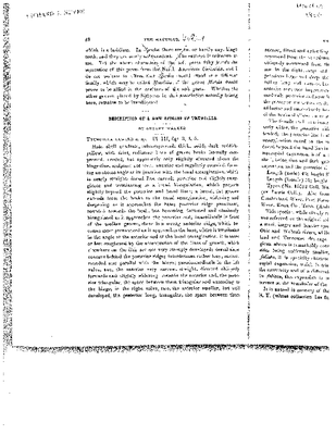 Walker 1910 Truncilla.pdf