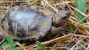 The bog turtle is protected under the Endangered Species Act as a federally threatened species.
