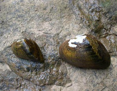USFWS Northeast Region: Snuffbox mussel